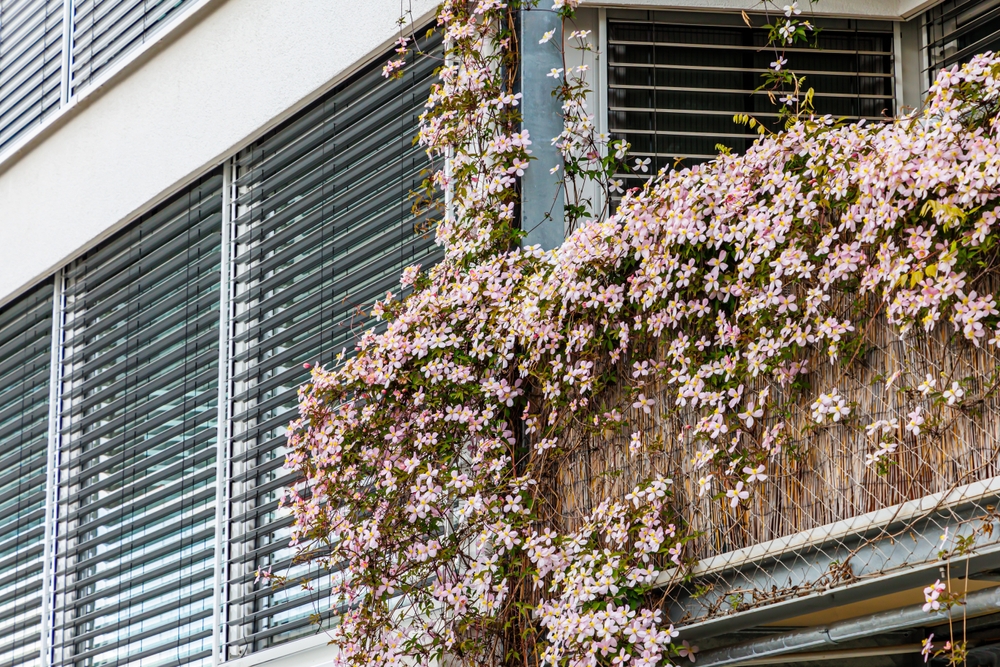 Clématite sur un balcon : une plante brise vue fleurie