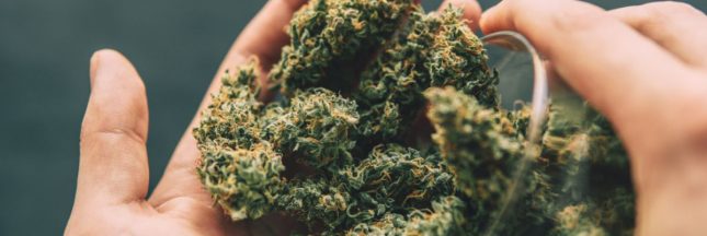 Consommer les fleurs de CBD