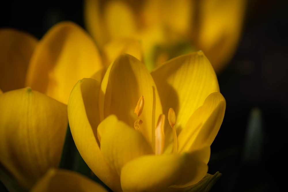 crocus aux fleurs jaunes