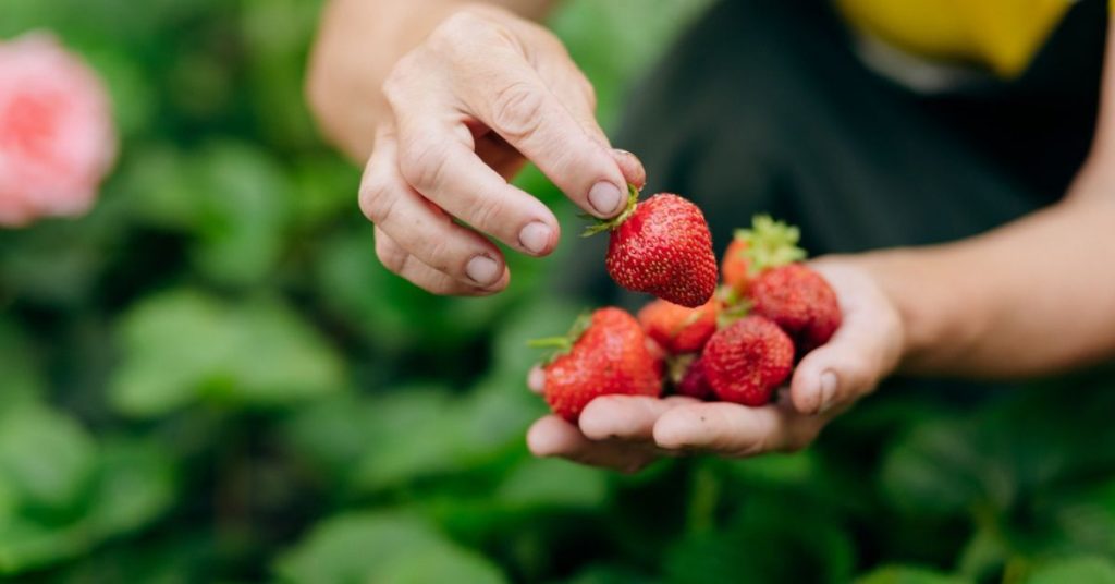 Les secrets de la culture des fraisiers pour une récolte abondante de fraises