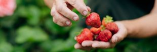 Les secrets de la culture des fraisiers pour une récolte abondante de fraises