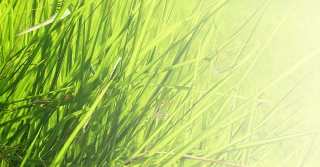 La pelouse tropicale ou cynodon dactylon, gros chiendent,, idéale pour un gazon verdoyant malgré la sécheresse