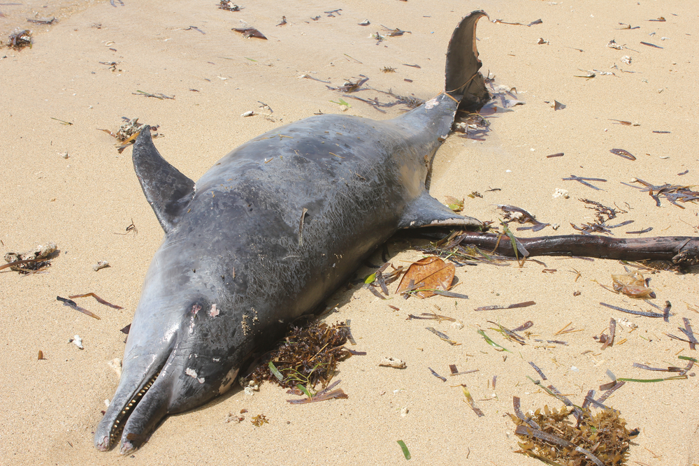Des décès de dauphins qui dépassent les seuils autorisés
