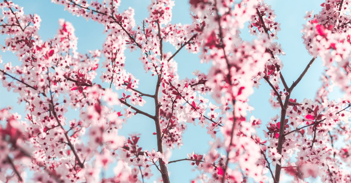 Prendre soin d'un cerisier du Japon pour avoir de belles fleurs au printemps