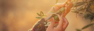 Les gestes indispensables pour un olivier sain et florissant au printemps : taille, engrais et entretien