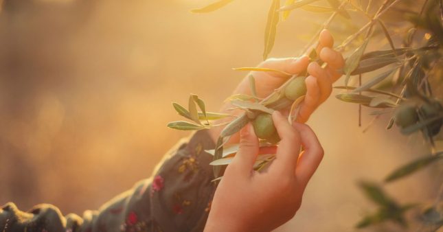 Les gestes indispensables pour un olivier sain et florissant au printemps : taille, engrais et entretien Les gestes indispensables pour un olivier sain et florissant au printemps : taille, engrais et entretien