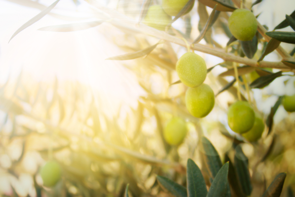 Comment étoffer un olivier ?