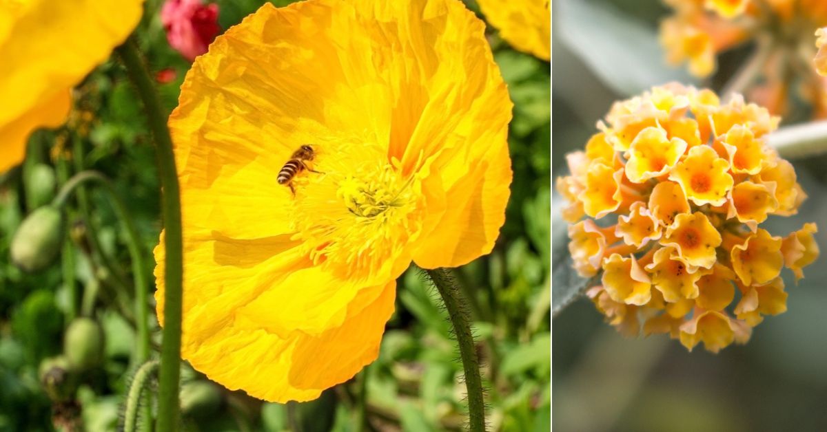 Les plus belles fleurs jaunes pour un jardin rempli d’énergie et de gaieté