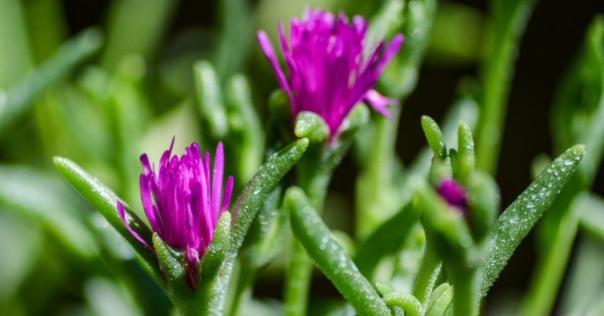 10 fleurs résistantes à la sécheresse pour un jardin fleuri malgré le manque d'eau
