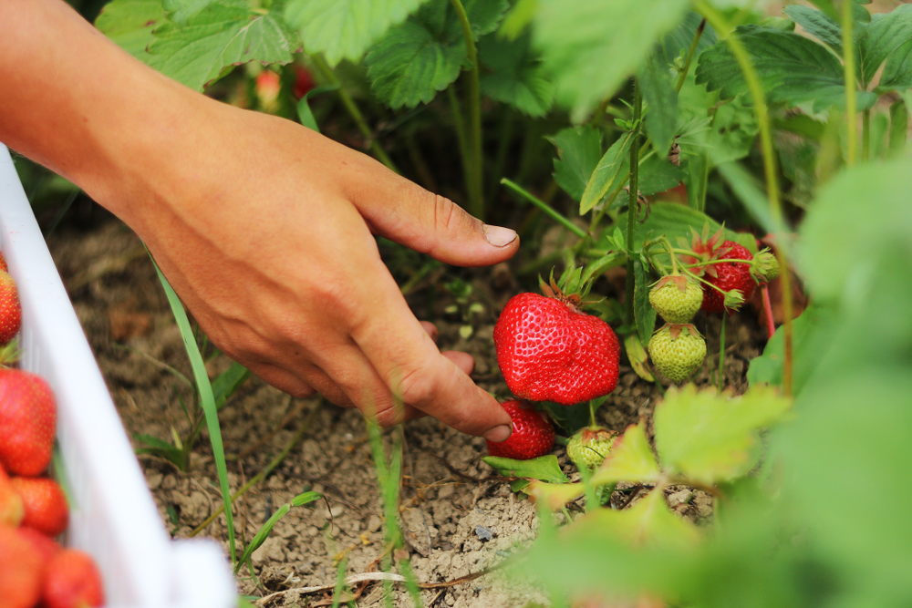 Quel est le meilleur endroit pour planter des fraisiers ?