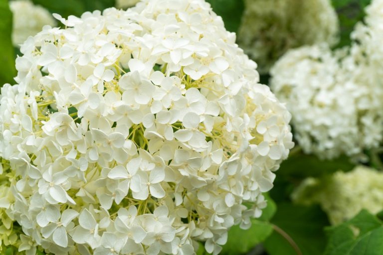 De la magie dans votre jardin : changer la couleur de vos hortensias