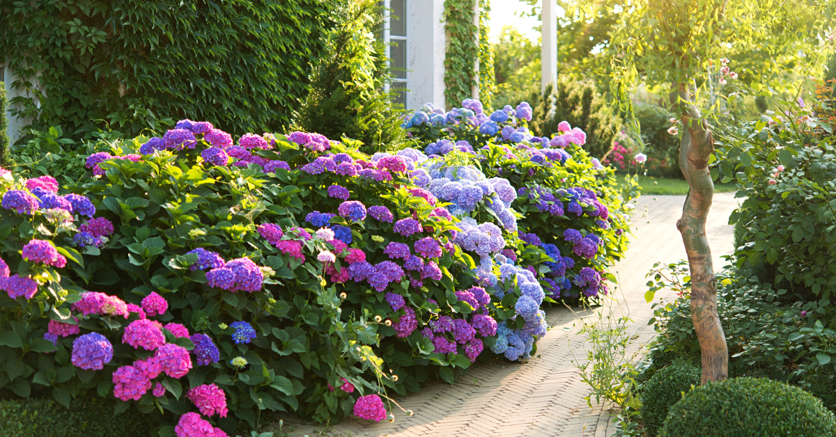 De la magie dans votre jardin : comment changer la couleur de vos hortensias ?