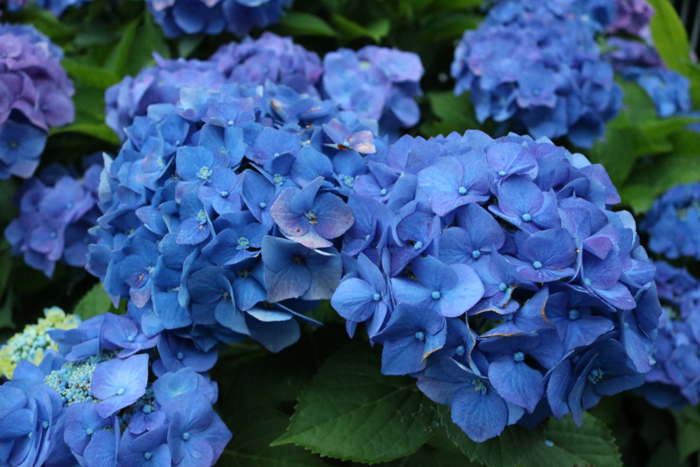 Quel produit pour bleuir les hortensias ?