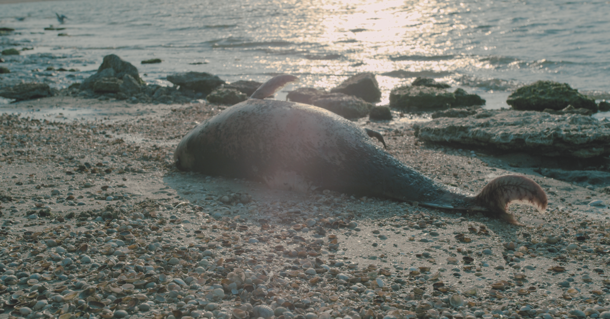 Échouages massifs de dauphins : le gouvernement contraint de fermer des zones de pêche en Atlantique