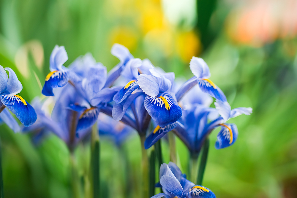 Iris, fleur bleue