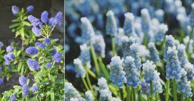 Les plus belles fleurs bleues pour un jardin apaisant et ressourçant