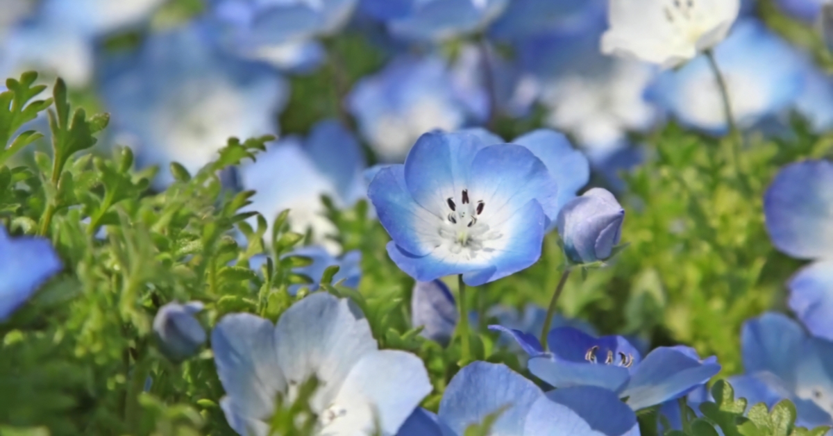 Les plus belles fleurs bleues pour un jardin apaisant et ressourçant