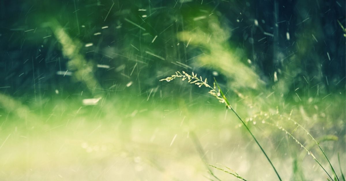 Créer un jardin résistant au vent avec les bons végétaux et autres conseils pratiques