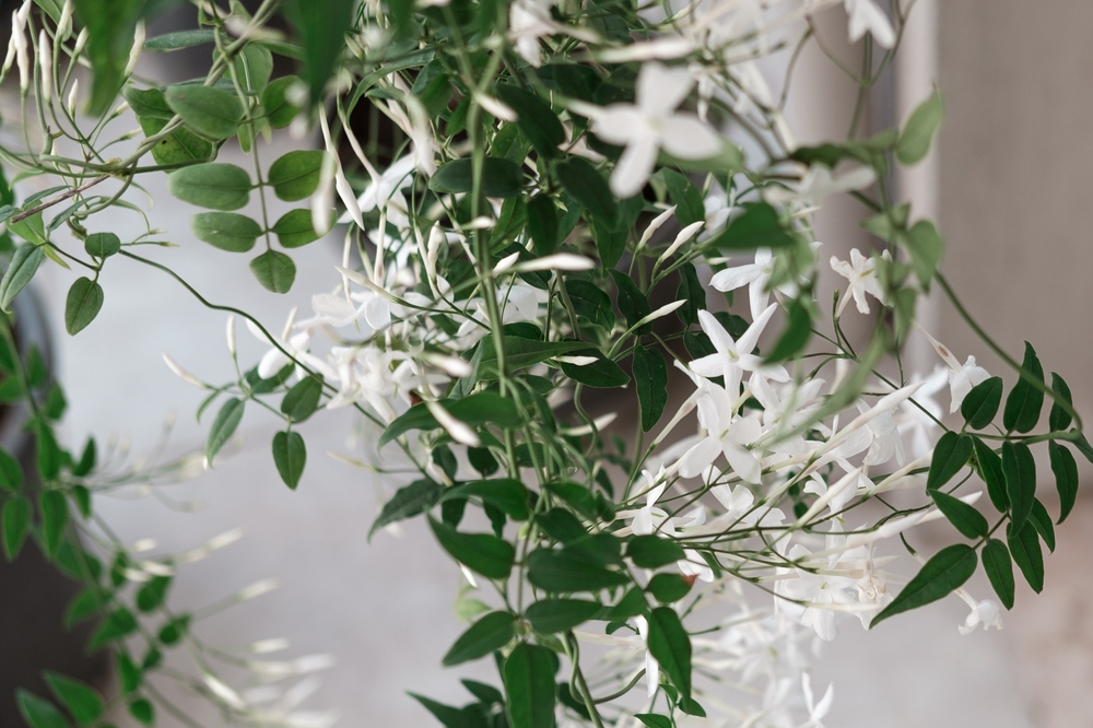 Le jasmin, plante brise vue fleurie pour se cacher des voisins sur un balcon
