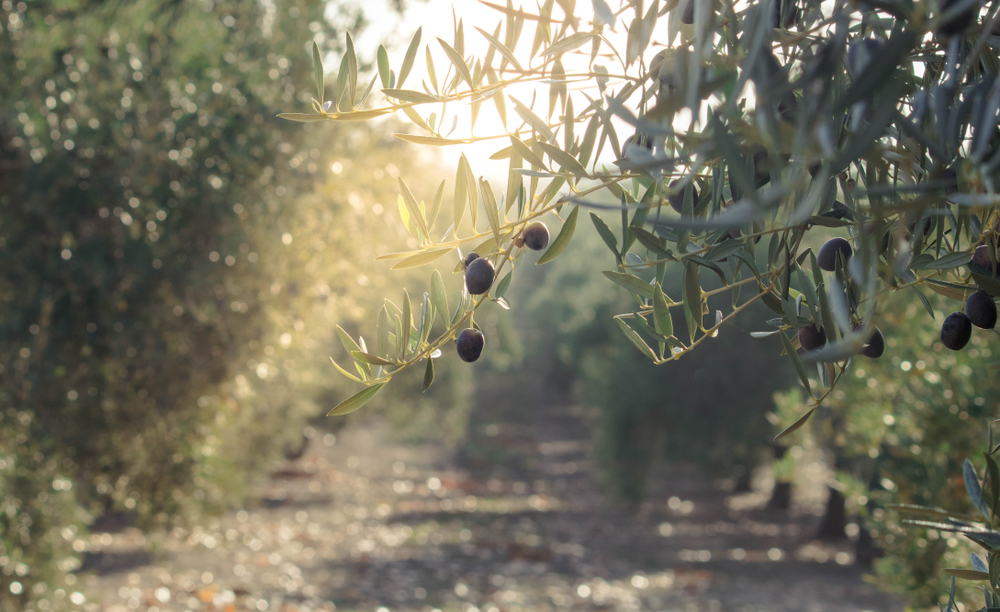 Quel est le meilleur engrais pour les oliviers ?