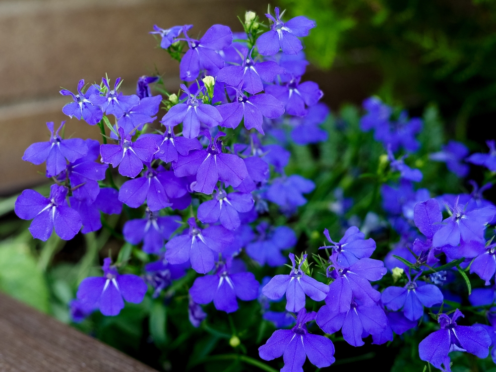 Lobélia, fleur bleue