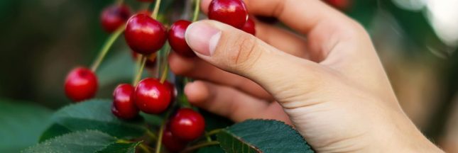 Mon cerisier fleurit, mais ne donne pas de fruits : que faire ?