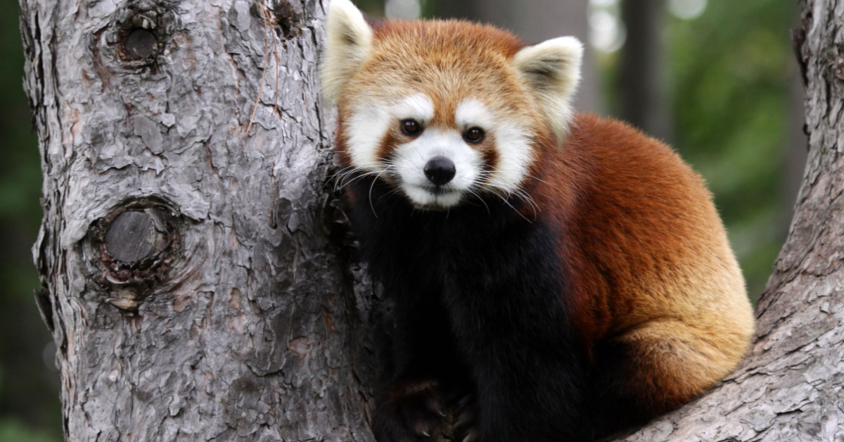 Animaux contaminés aux 'produits chimiques éternels' : une carte interactive pour visualiser le désastre