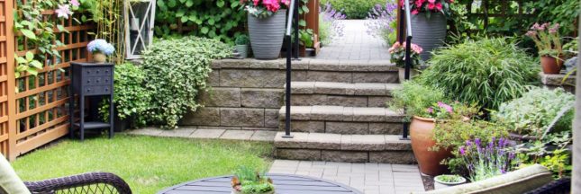 Les plantes d'extérieur les plus faciles à cultiver