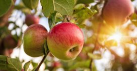 Créer un jardin nourricier au pied de vos arbres fruitiers : les bonnes associations pour une récolte abondante