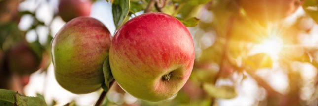 Créer un jardin nourricier au pied de vos arbres fruitiers : les bonnes associations