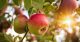 Créer un jardin nourricier au pied de vos arbres fruitiers : les bonnes associations