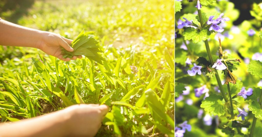 Cueillir les saveurs du printemps : 9 plantes sauvages comestibles