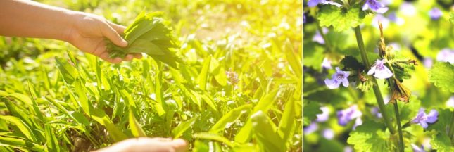 Les plantes sauvages comestibles