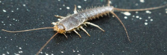 Pourquoi ai-je des poissons d'argent chez moi ?