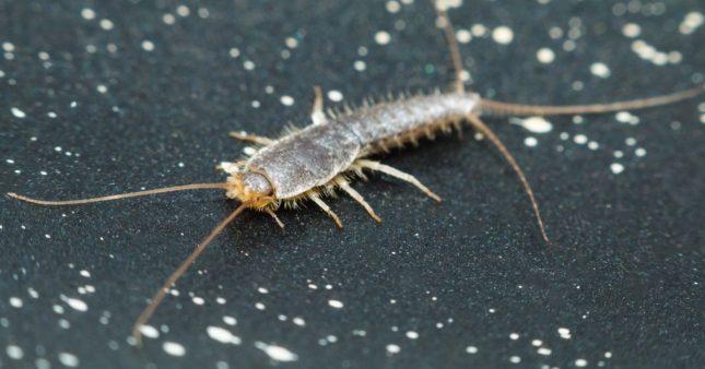 Poissons d'argent : comment s'en débarrasser une bonne fois pour toutes ? Poissons d'argent : comment s'en débarrasser une bonne fois pour toutes ?