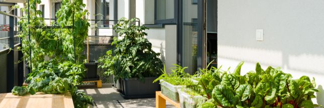 Réussir son potager balcon