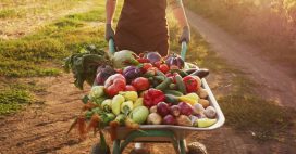 Potager productif : les associations de légumes qui nuisent aux récoltes et celles qui les boostent