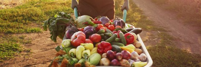 Potager productif : les associations de légumes qui nuisent aux récoltes et celles qui les boostent