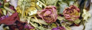 Recycler les fleurs fanées : 6 idées DIY pour embellir votre intérieur...