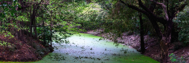 Bretagne rivières pesticides contamination