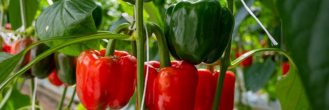 Comment réussir ses semis de poivrons et de piments année après année ?