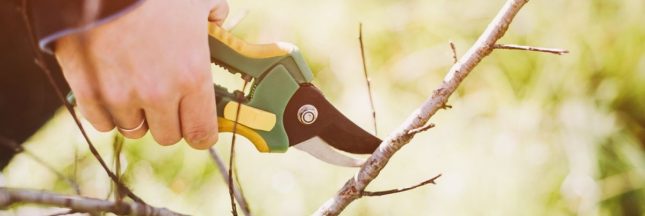 Qu'est-ce que la taille douce ?