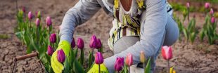 Jardiner en mars - Guide complet : que faire au potager, au jardin et au verger ?