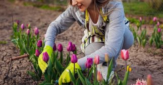 Les meilleures plantes à cultiver dans un jardin domestique Les meilleures plantes à cultiver dans un jardin domestique