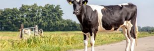 Maltraitance animale : les vaches de cet ex-candidat de L'Amour est dans le pré lui ont été retirées