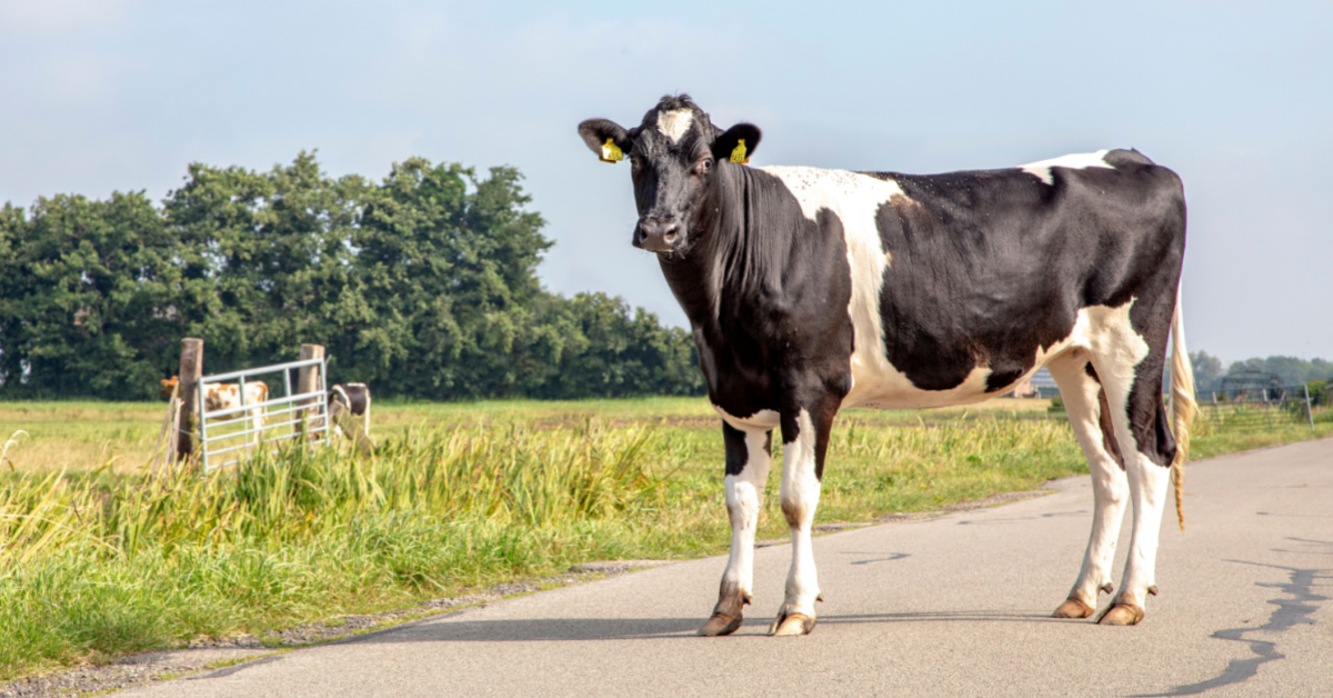 Maltraitance animale : les vaches de cet ex-candidat de L'Amour est dans le pré lui ont été retirées Maltraitance animale : les vaches de cet ex-candidat de L'Amour est dans le pré lui ont été retirées