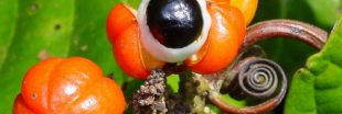 Le Warana des Terres d'Origine de Guayapi : super-aliment légendaire issu d'un savoir-faire ancestral