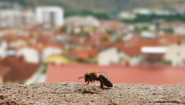 abeilles en ville