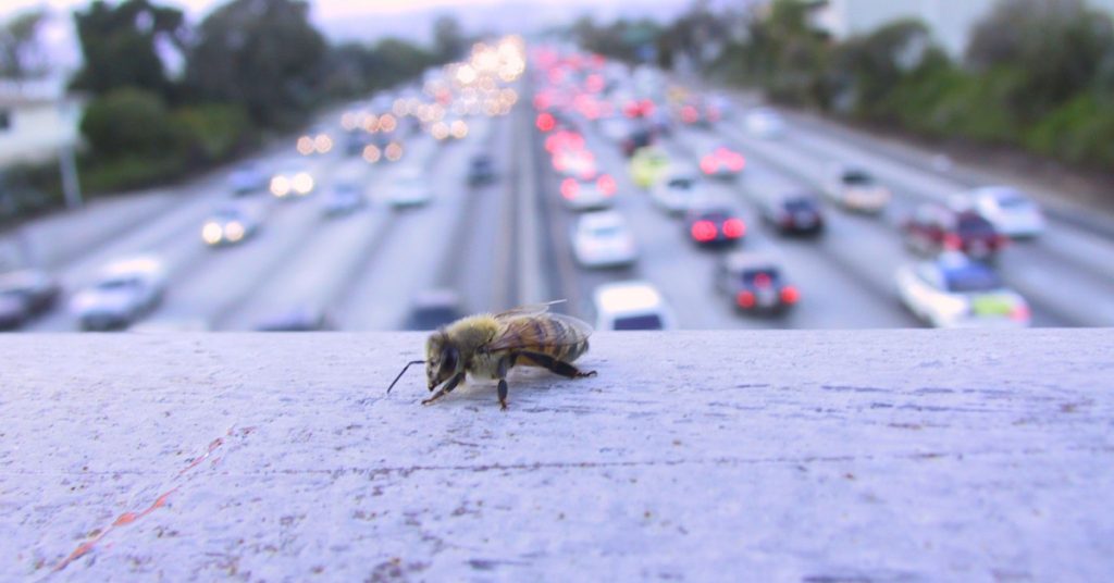 Les abeilles des villes, sentinelles de notre santé