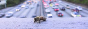 Les abeilles des villes, sentinelles de notre santé
